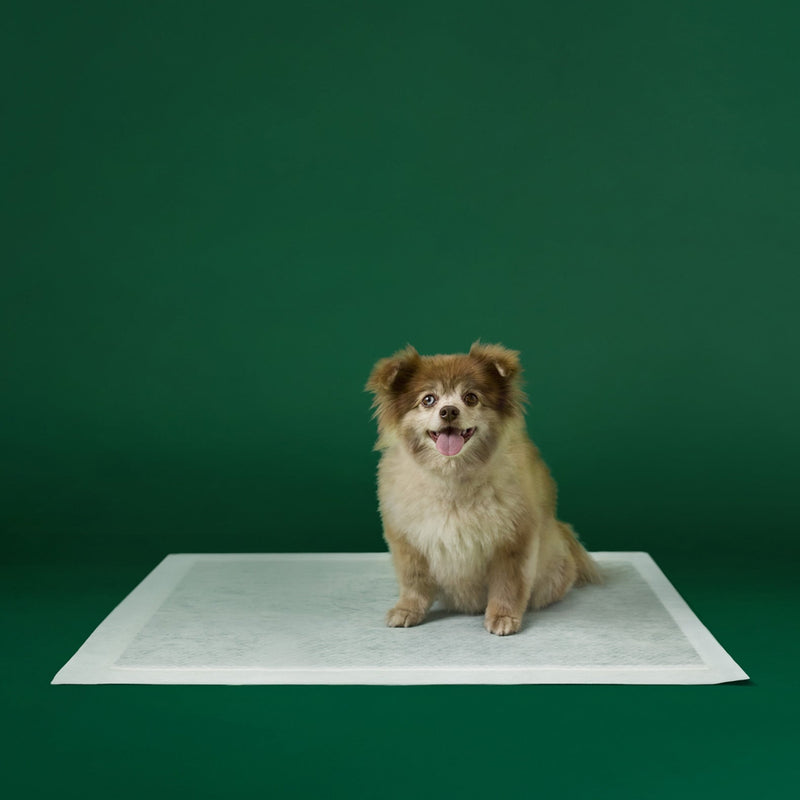 Disposable Dog Pee Pads with AbsorbShield+ Technology C0